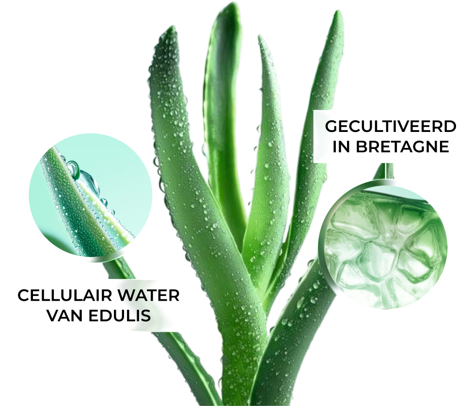 GECULTIVEERD IN BRETAGNE CELLULAIR WATER VAN EDULIS