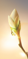 Plant knop