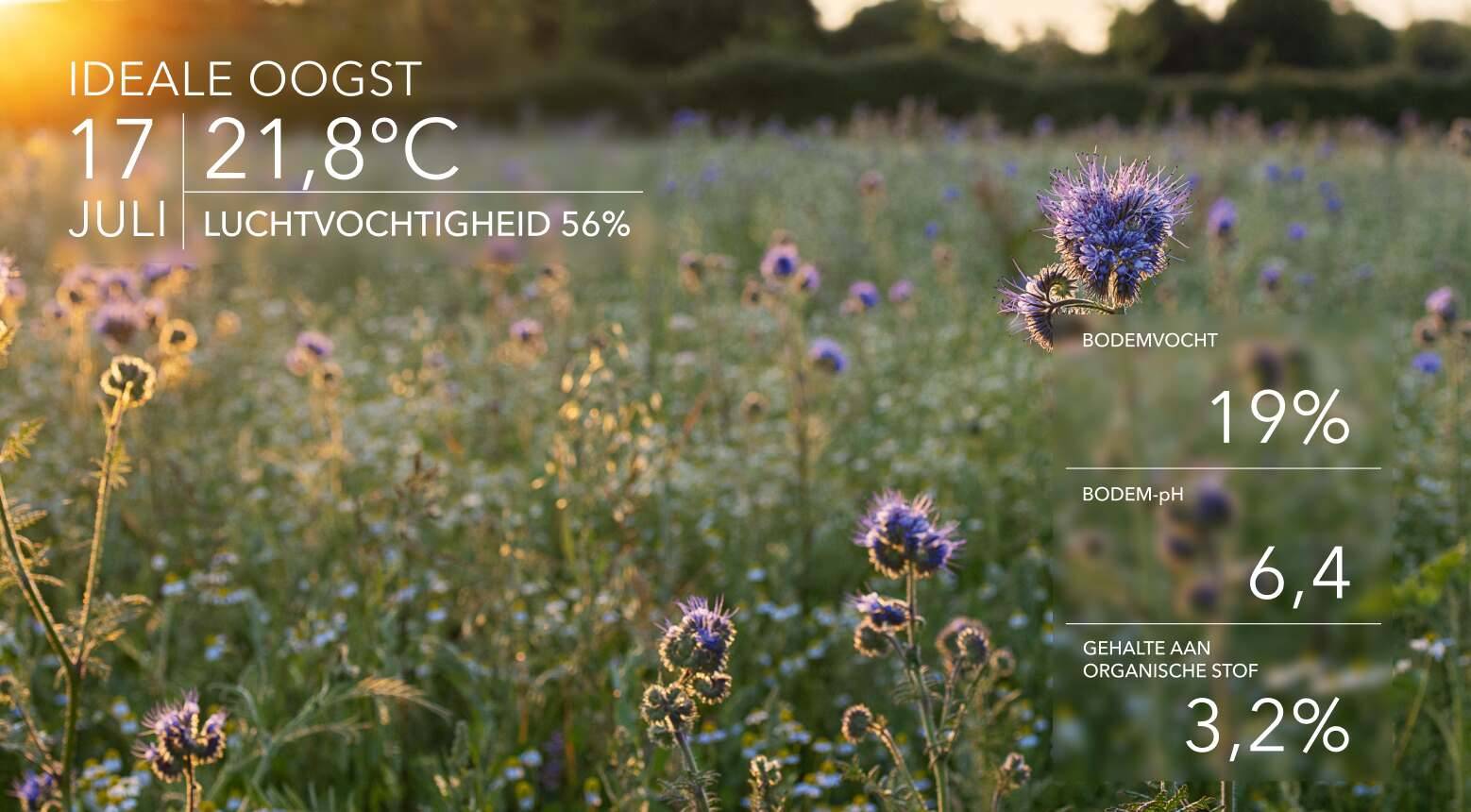 Ideale oogstomstandigheden