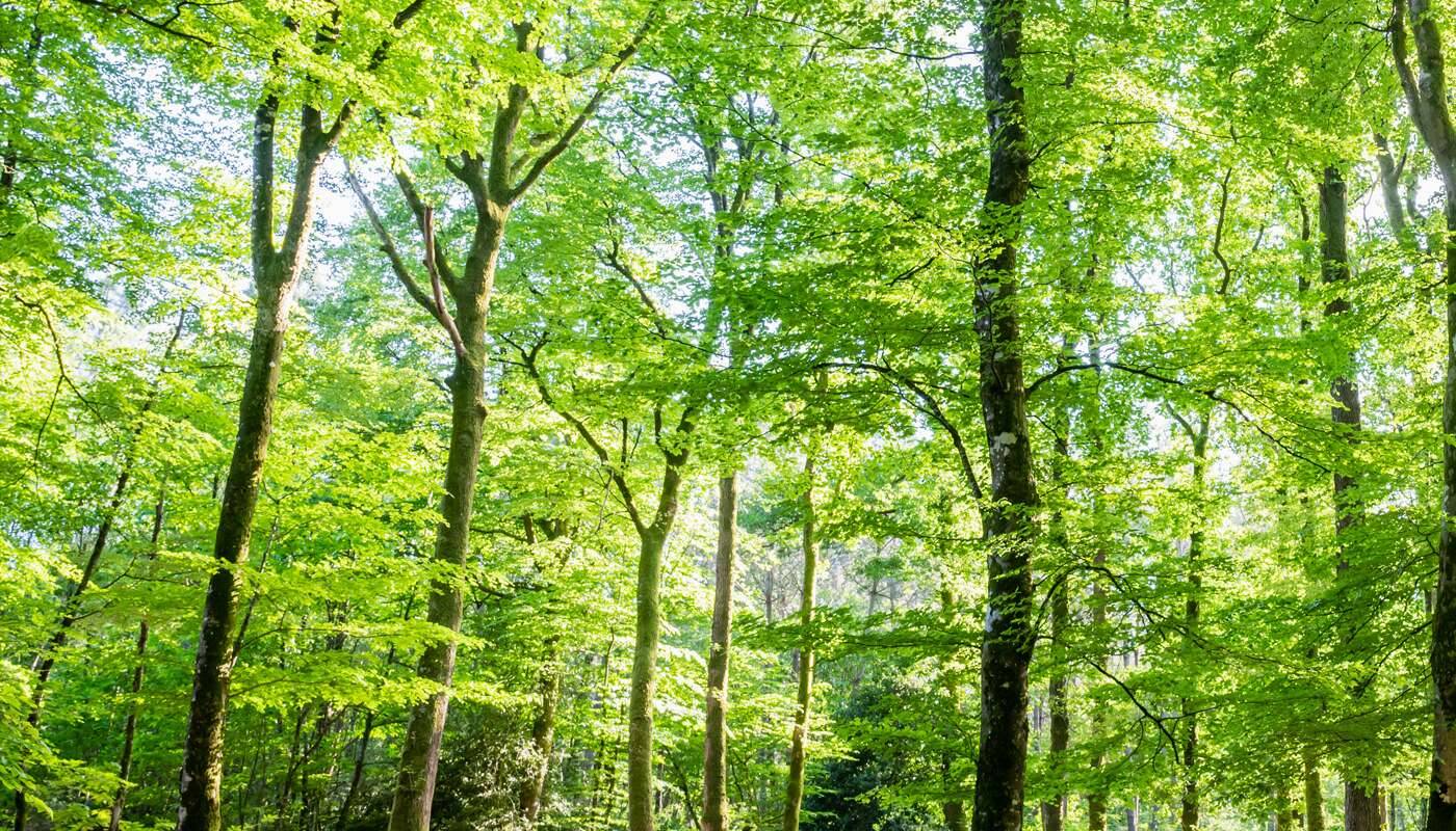 bosbomen hoog groente