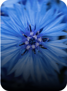 Korenbloemen yves rocher